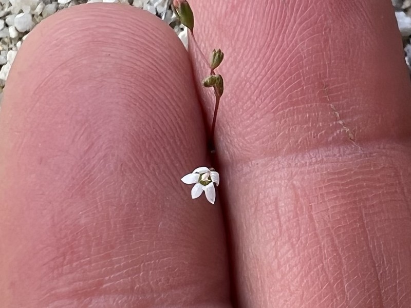 Onesided Threadplant photo 3