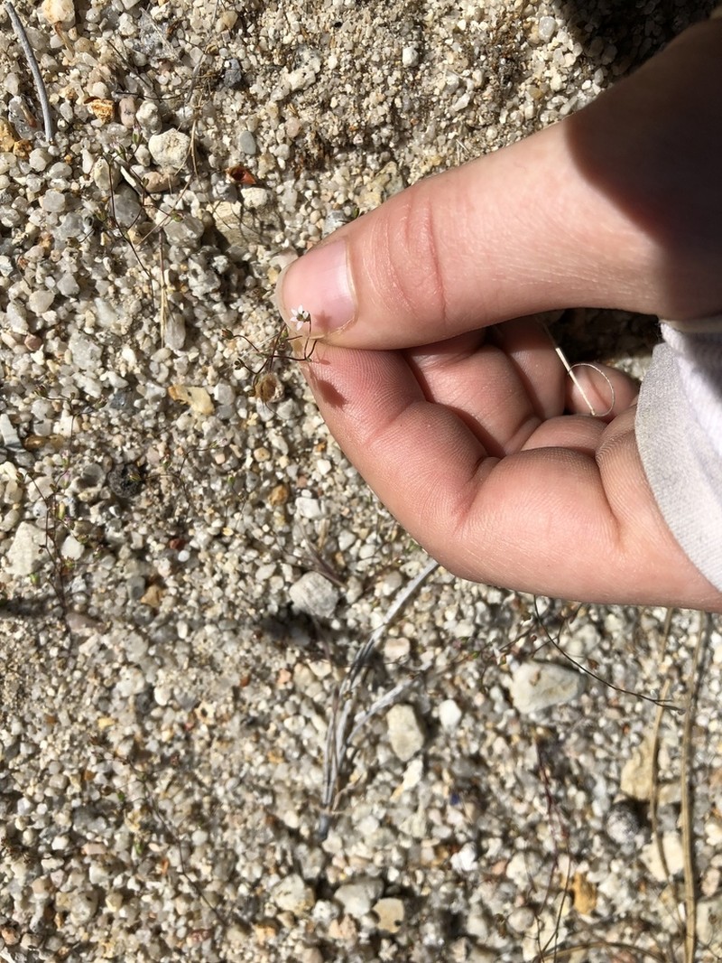 Onesided Threadplant photo 4