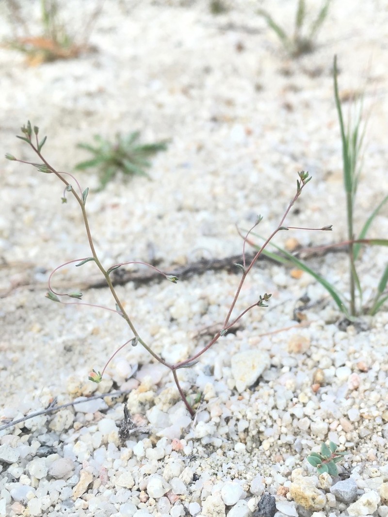 Onesided Threadplant photo 5