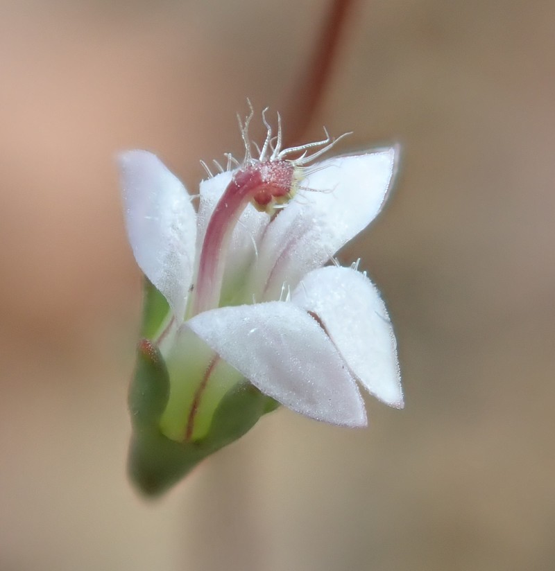 Onesided Threadplant photo 6