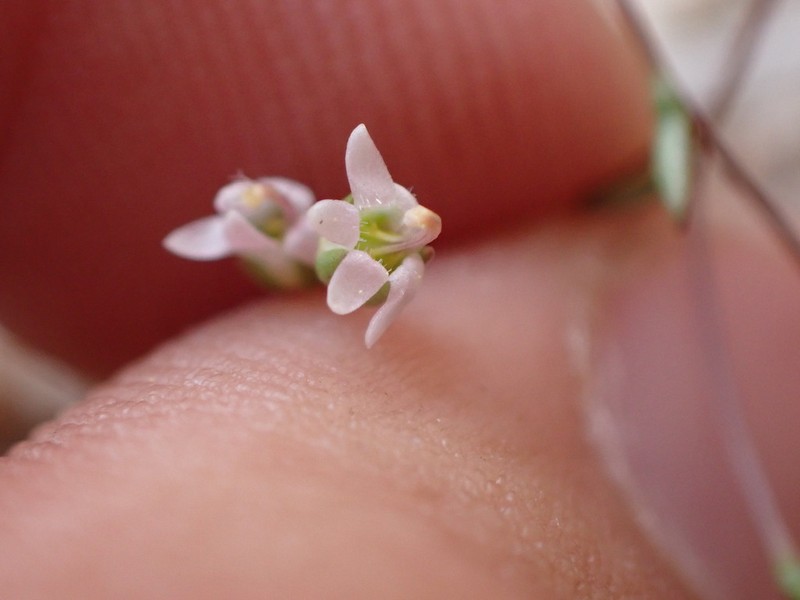 Onesided Threadplant photo 7