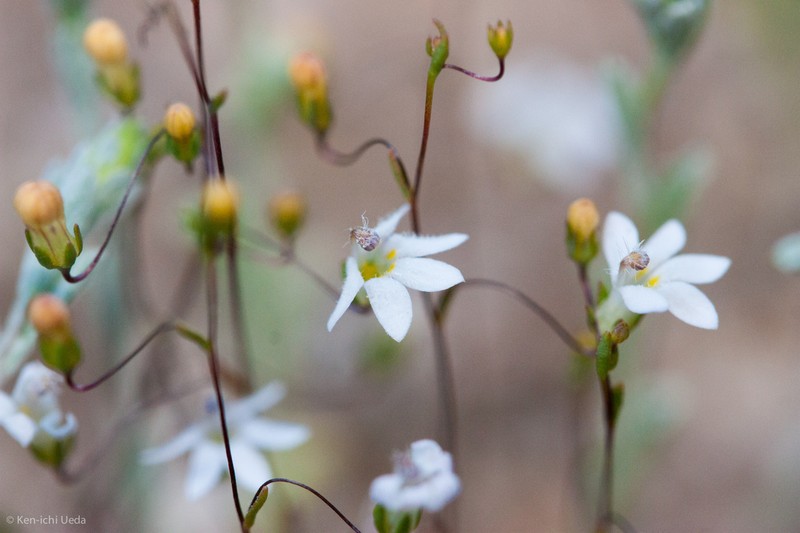 Onesided Threadplant photo 8