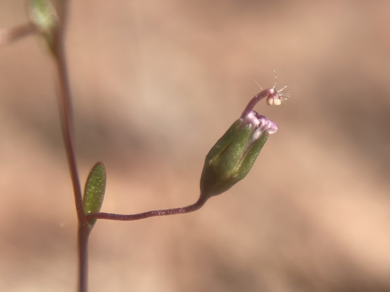 Nemacladus secundiflorus var. robbinsii