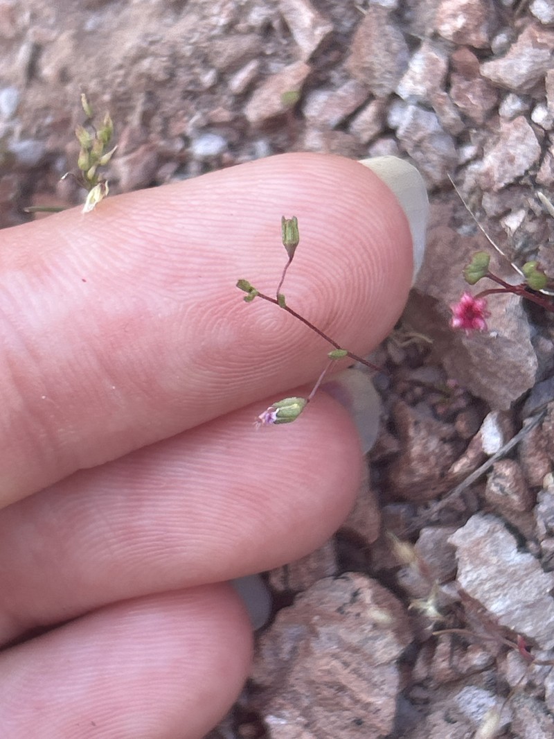 Nemacladus secundiflorus var. robbinsii photo 2