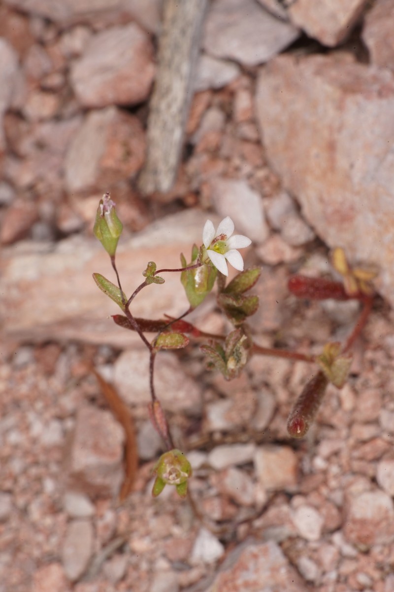 Nemacladus secundiflorus var. robbinsii photo 4