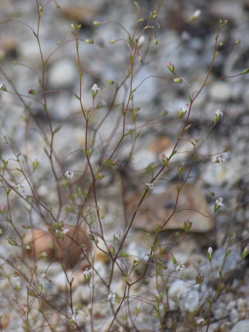 Nemacladus secundiflorus var. robbinsii photo 5