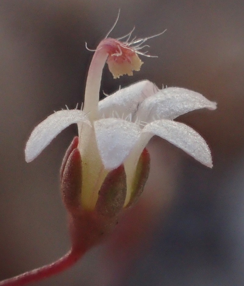 Nemacladus secundiflorus var. robbinsii photo 6