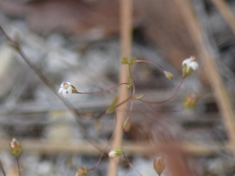 Nemacladus secundiflorus var. robbinsii photo 7