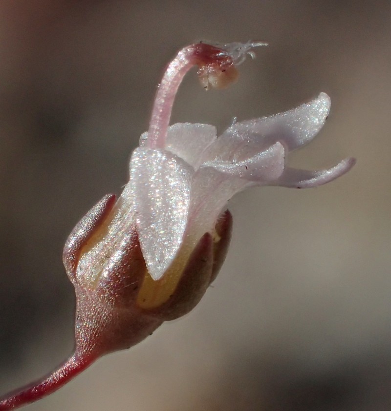 Nemacladus secundiflorus var. robbinsii photo 8