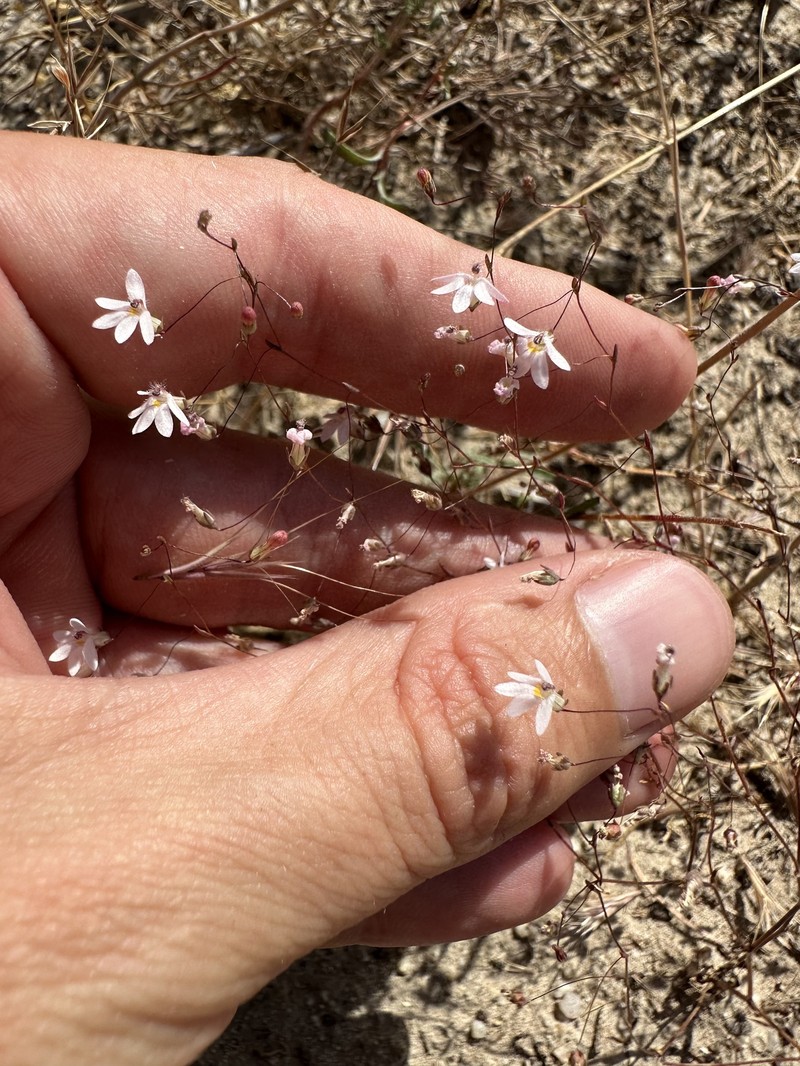 Nemacladus secundiflorus var. secundiflorus photo 2