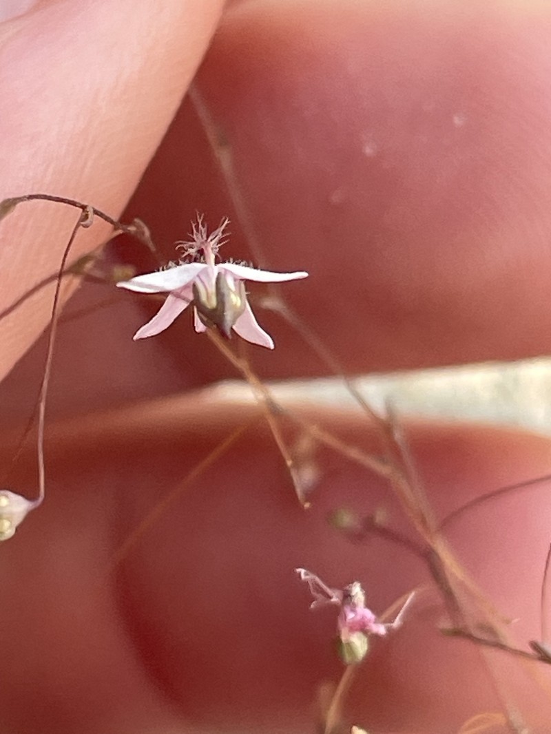 Nemacladus secundiflorus var. secundiflorus photo 3