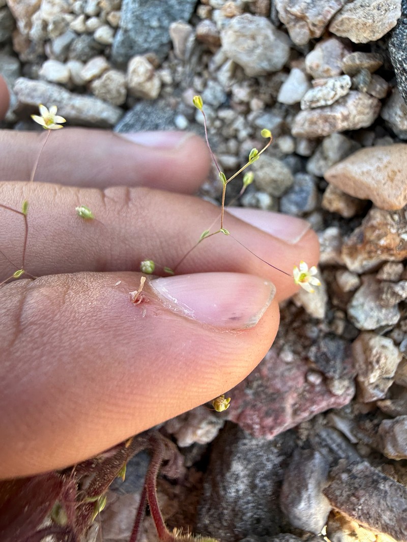 Sigmoid Threadplant photo 2