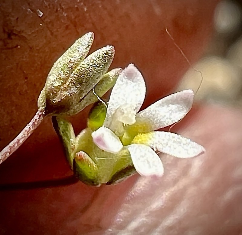 Sigmoid Threadplant photo 4