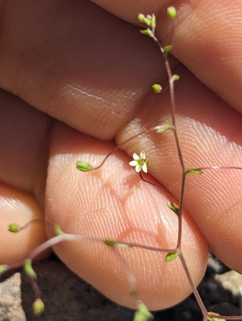 Sigmoid Threadplant photo 5