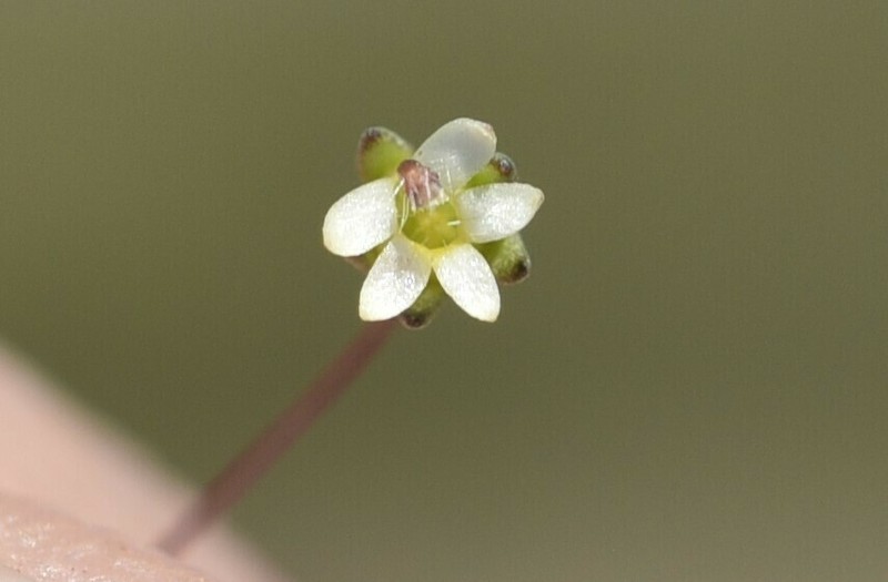 Sigmoid Threadplant photo 6