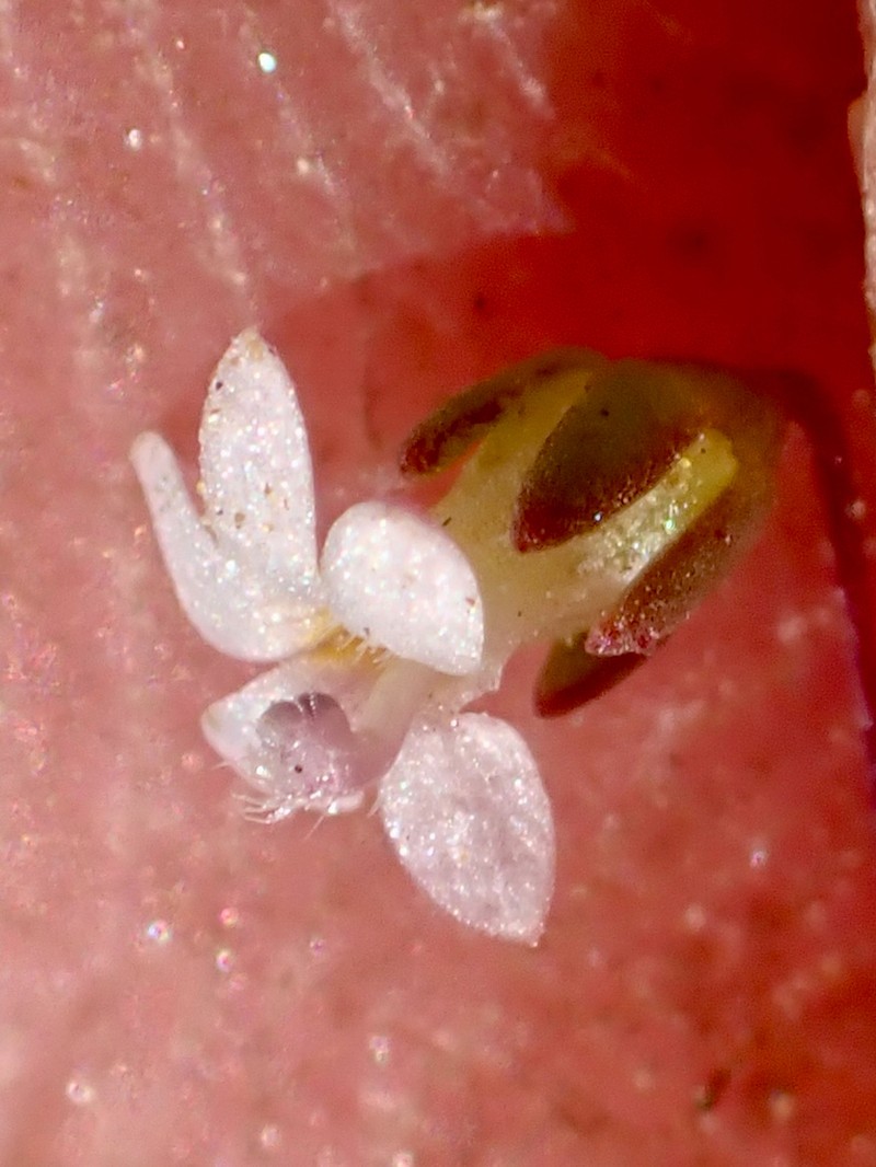 Sigmoid Threadplant photo 7