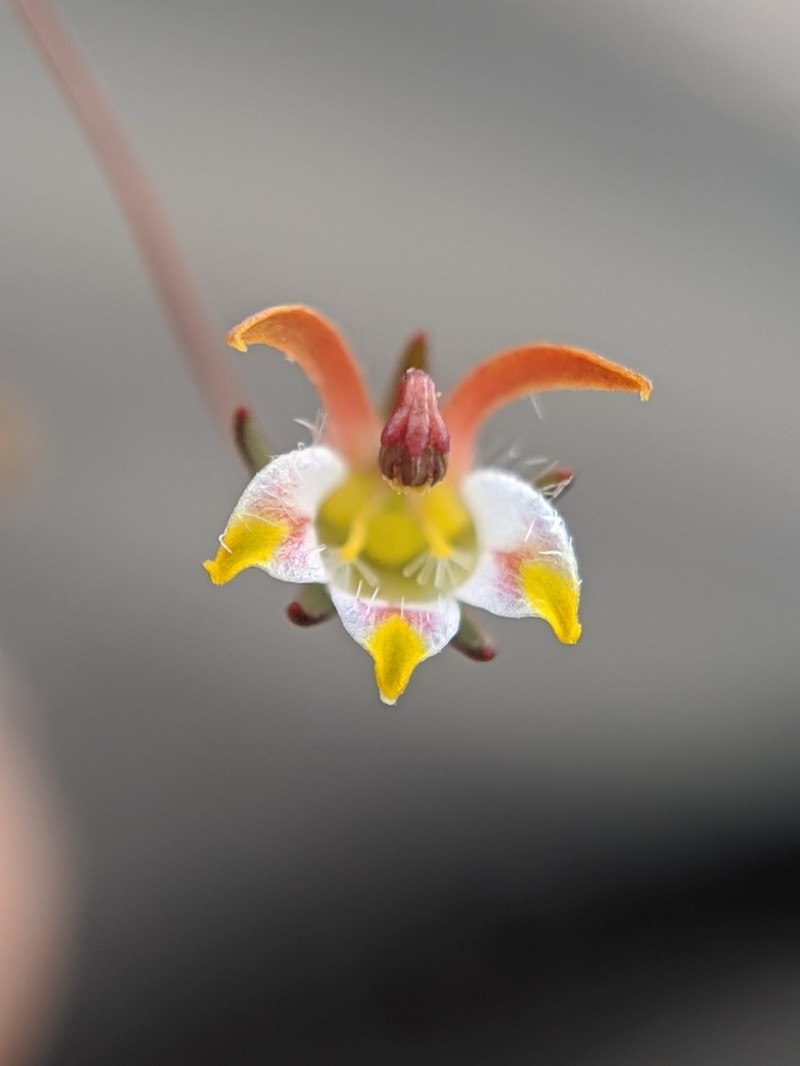 Nemacladus tenuis
