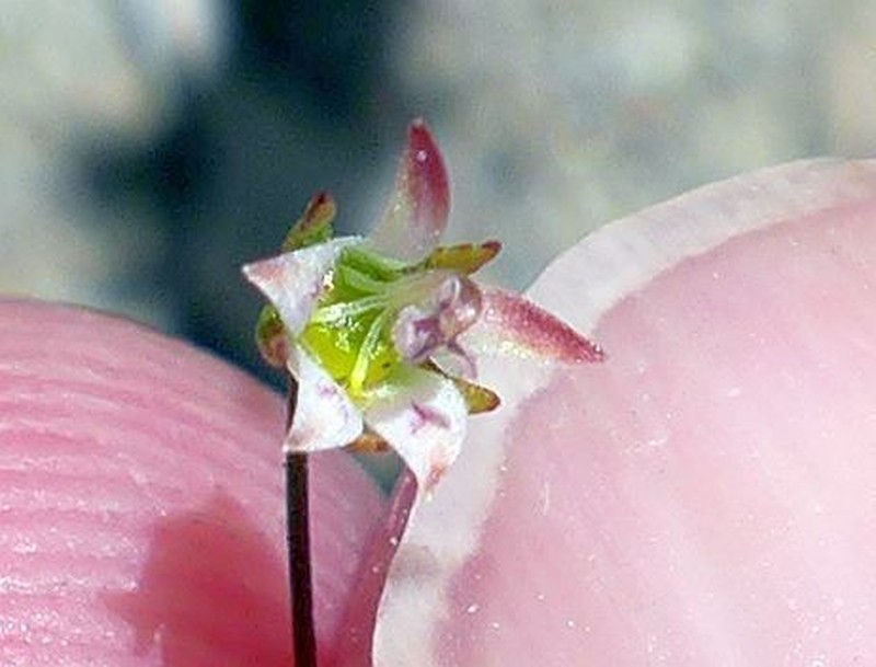 Nemacladus tenuis photo 2