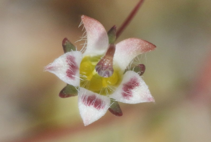 Nemacladus tenuis photo 3