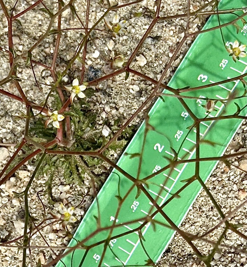 Nemacladus tenuis var. aliformis