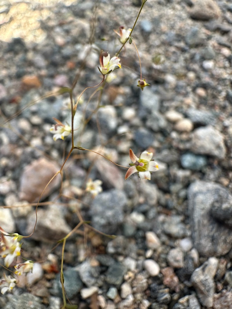 Nemacladus tenuis var. aliformis photo 2