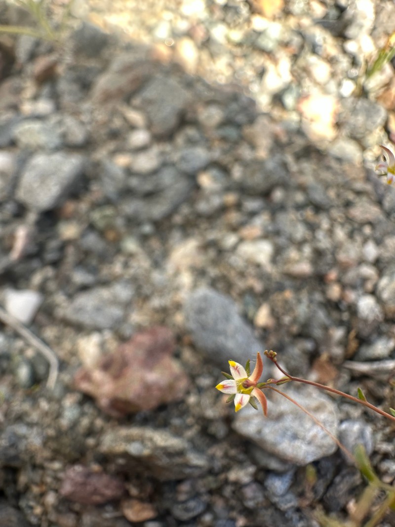 Nemacladus tenuis var. aliformis photo 3