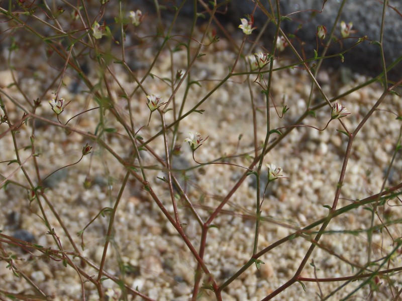 Nemacladus tenuis var. aliformis photo 4