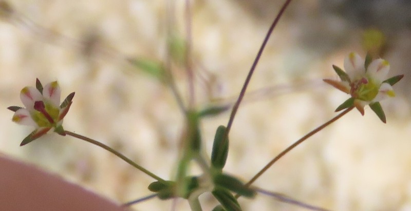 Nemacladus tenuis var. aliformis photo 5