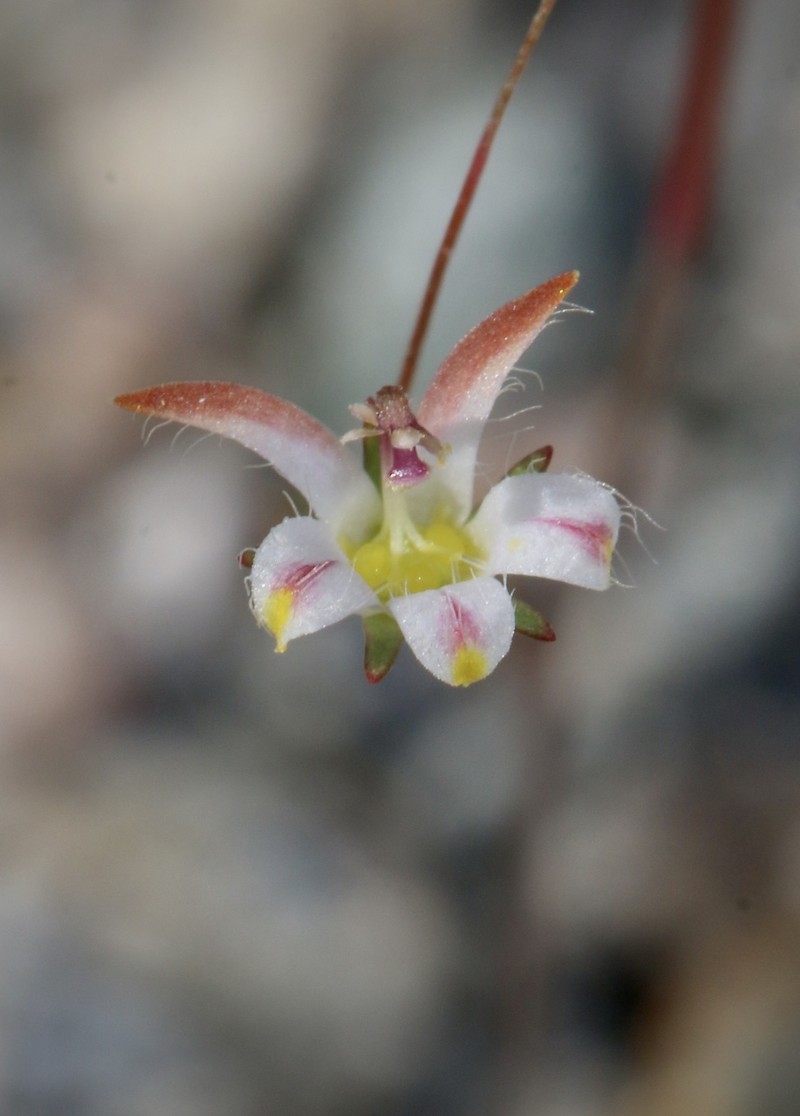 Nemacladus tenuis var. aliformis photo 6