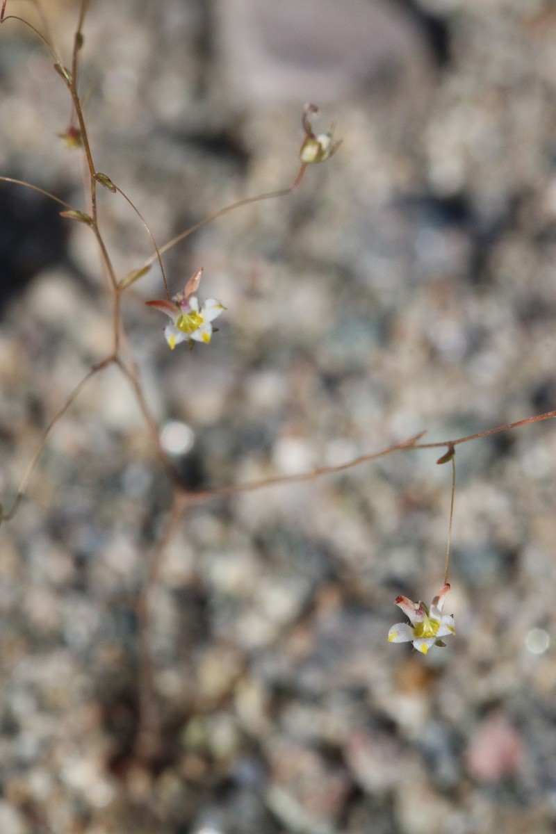 Nemacladus tenuis var. aliformis photo 7