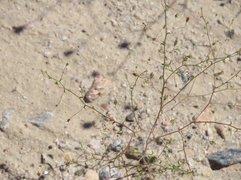 Nemacladus tenuis var. aliformis photo 8