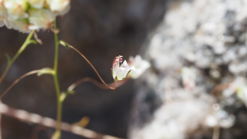 Nemacladus tenuis var. tenuis