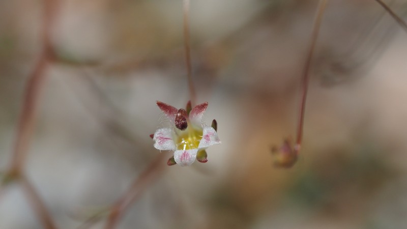 Nemacladus tenuis var. tenuis photo 2
