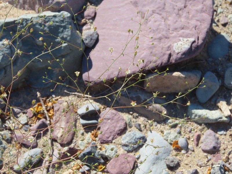 Nemacladus tenuis var. tenuis photo 3