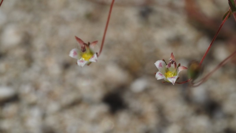 Nemacladus tenuis var. tenuis photo 4