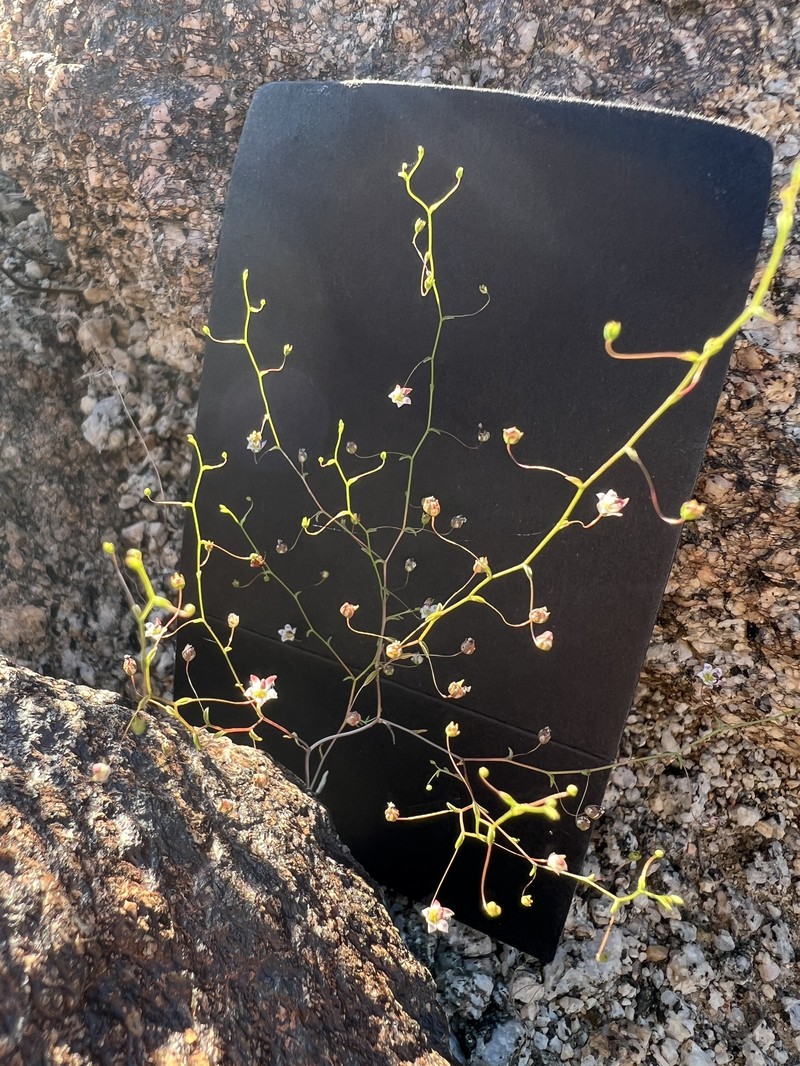 Nemacladus tenuis var. tenuis photo 6