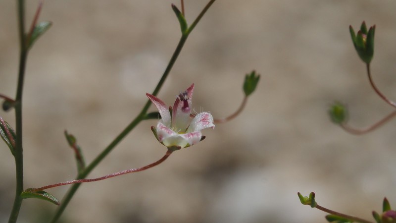 Nemacladus tenuis var. tenuis photo 7