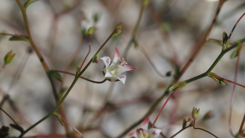 Nemacladus tenuis var. tenuis photo 8