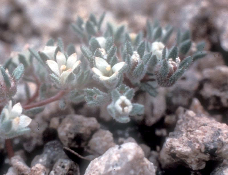 Twisselmann's Threadplant