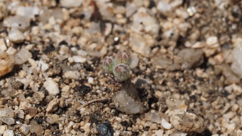 Twisselmann's Threadplant photo 3