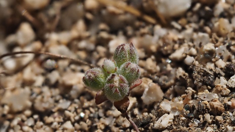 Twisselmann's Threadplant photo 4
