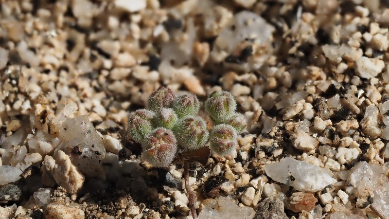 Twisselmann's Threadplant photo 6