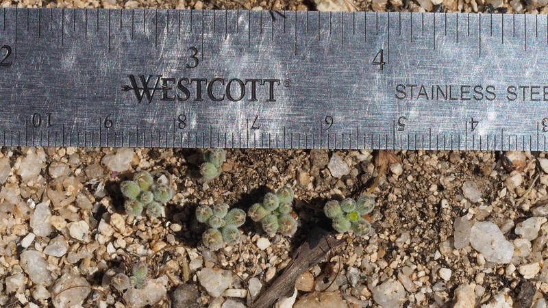 Twisselmann's Threadplant photo 7