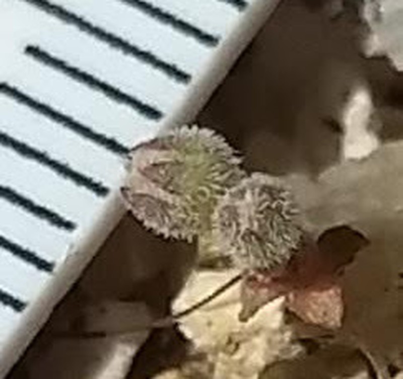 Nemacladus twisselmannii var. botanywomaniae