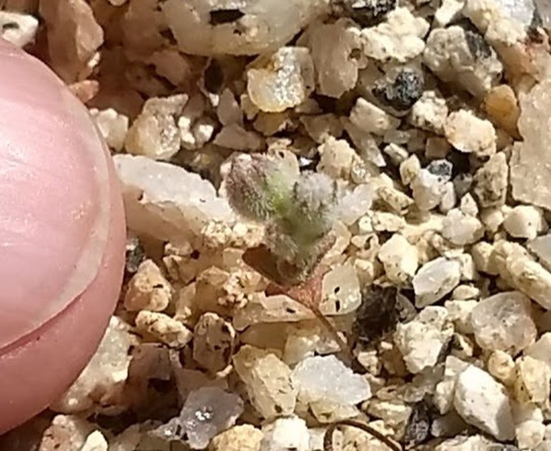 Nemacladus twisselmannii var. botanywomaniae photo 2