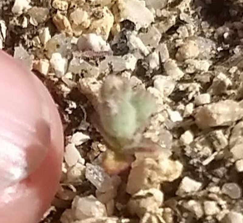 Nemacladus twisselmannii var. botanywomaniae photo 3
