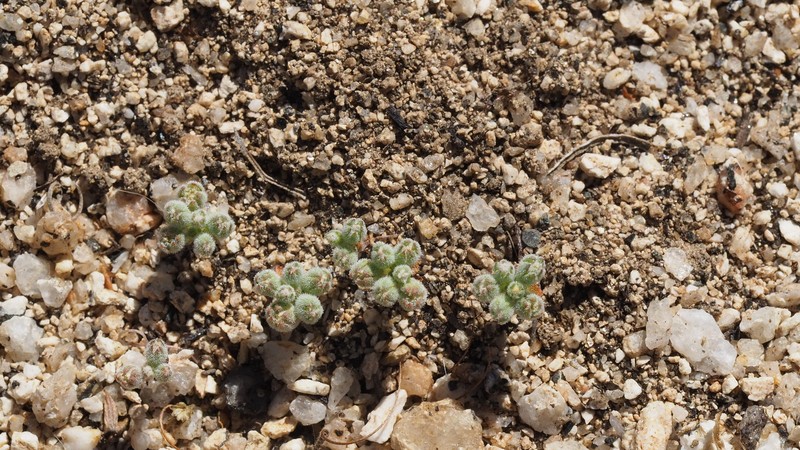 Nemacladus twisselmannii var. botanywomaniae photo 6