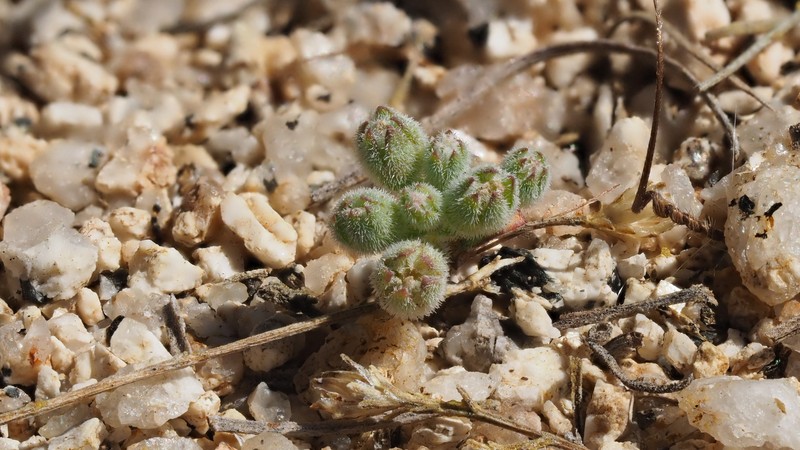 Nemacladus twisselmannii var. botanywomaniae photo 7