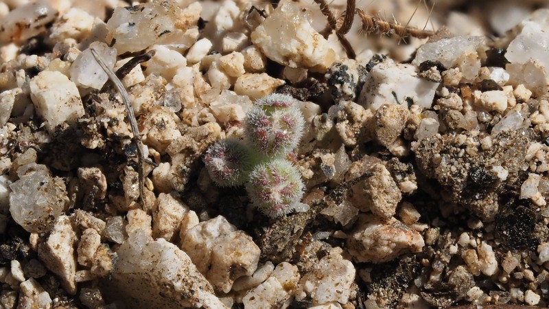 Nemacladus twisselmannii var. botanywomaniae photo 8
