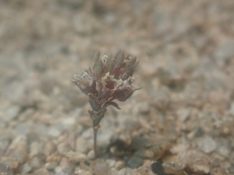 Nemacladus twisselmannii var. twisselmannii photo 2